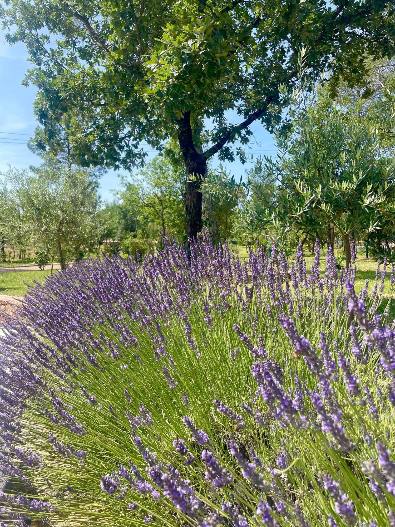 Superbe Villa Seillans La Grande Bastide Avec Piscine, Jardin, Climatisation Et Salle De Sport 외부 사진